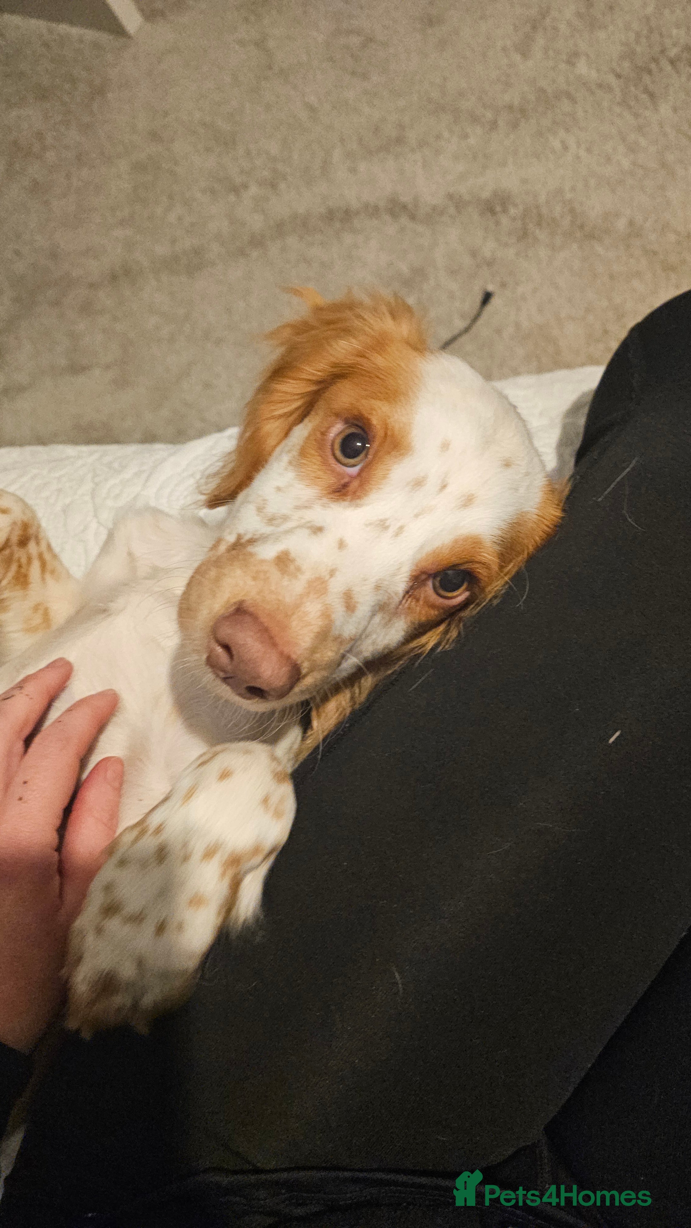 Cocker Spaniel dogs 2 cockerspaniels for rehoming - Advert 2