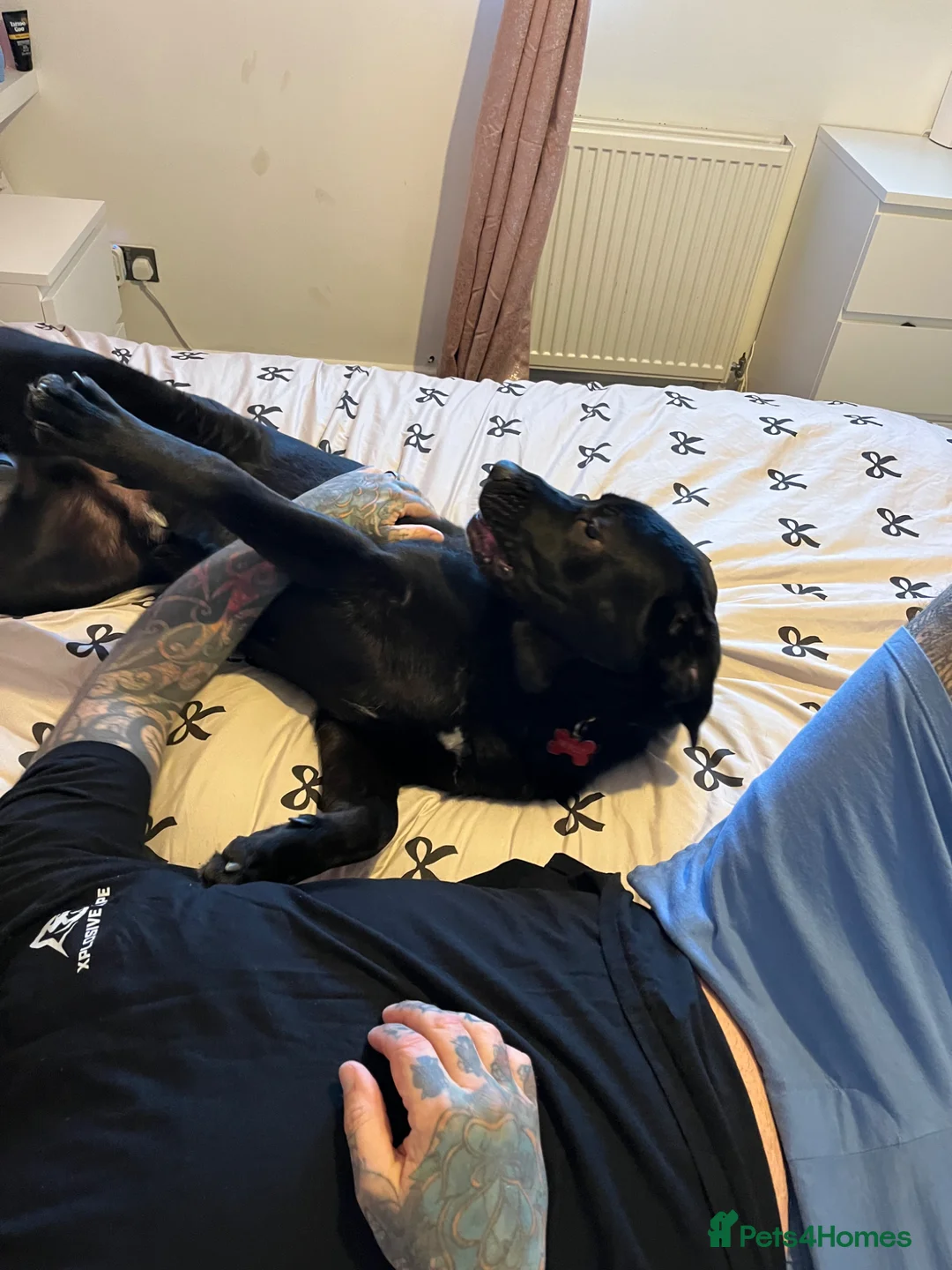 Cane Corso dogs for sale: Cane corso boy 10 months  in Chichester - Advert 3
