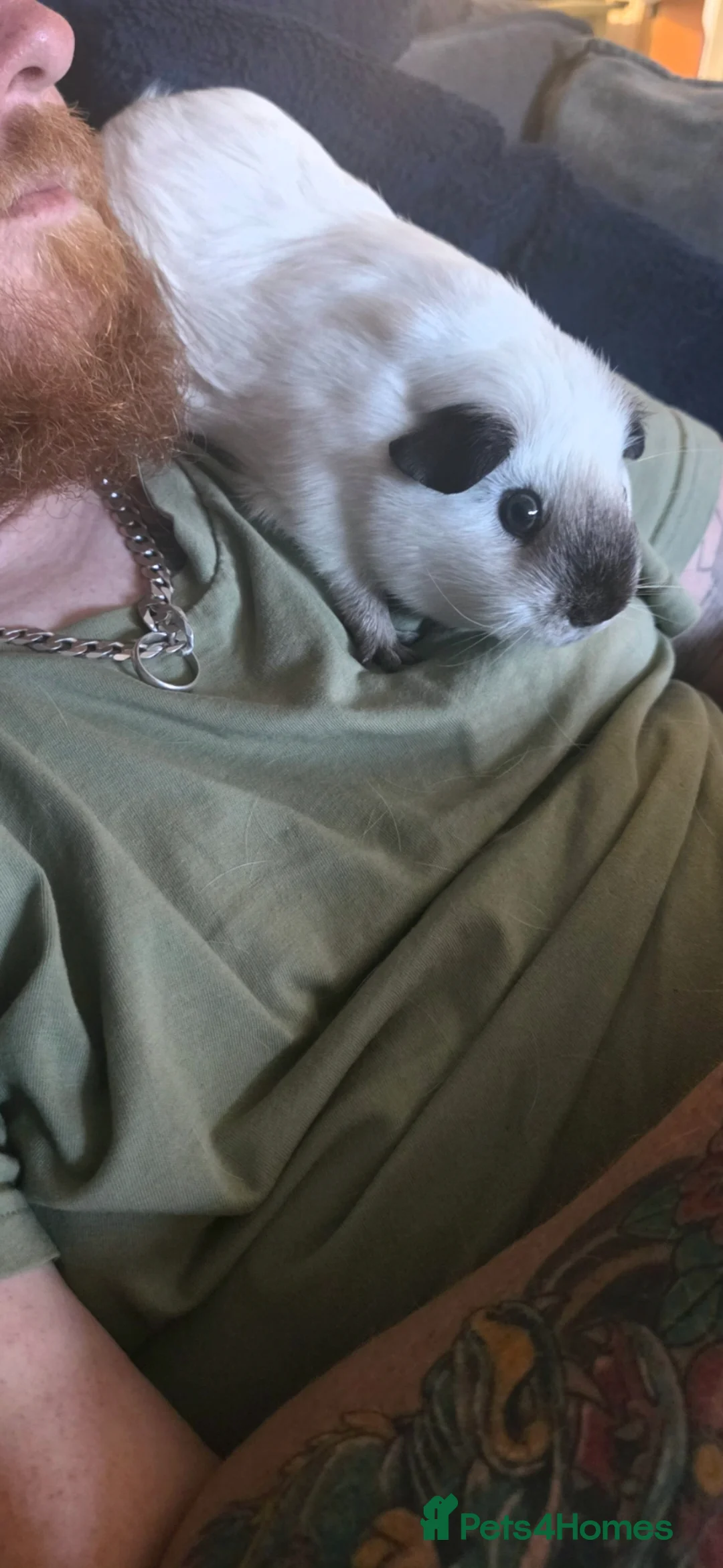 Guinea Pig rodents for sale: Bonded pair male guinea-pigs  - Advert 10