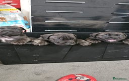 Cane Corso dogs for sale: Cane corsos  puppies  - Image 19