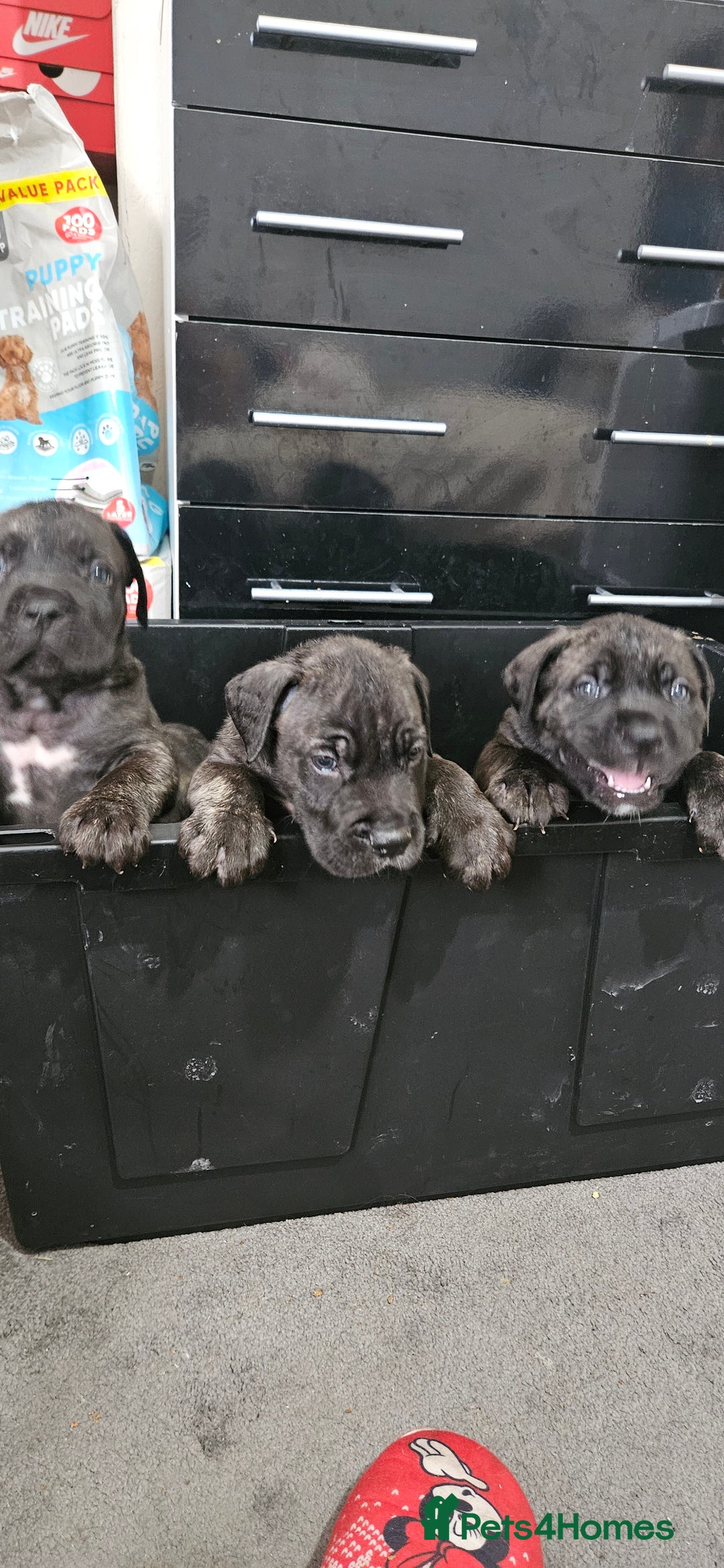 Cane Corso dogs for sale: Cane corsos  puppies  - Image 19