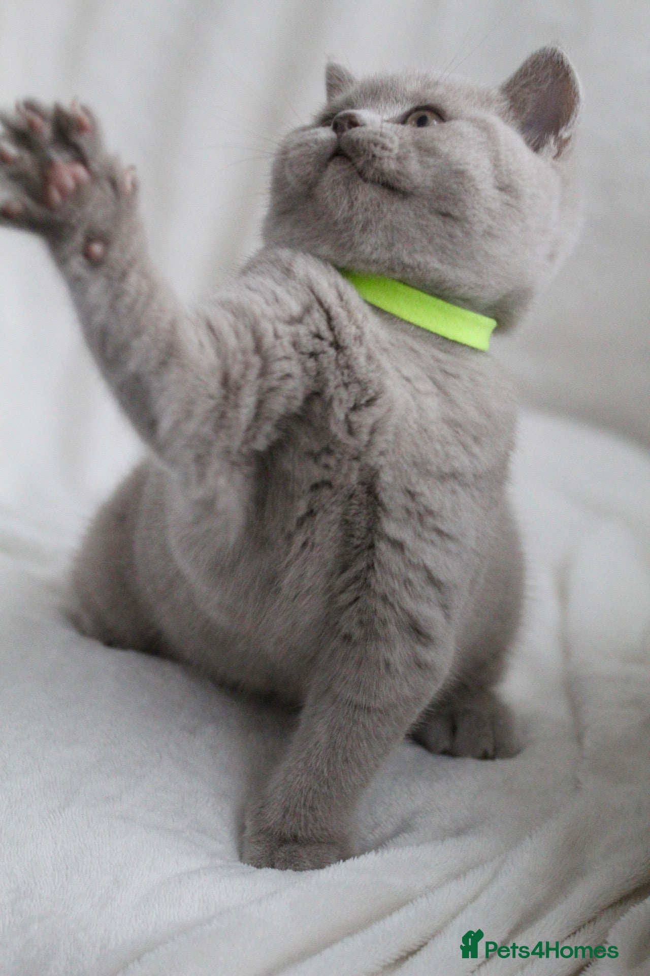 British Shorthair cats GCCF British Shorthair Kittens  - Advert 10