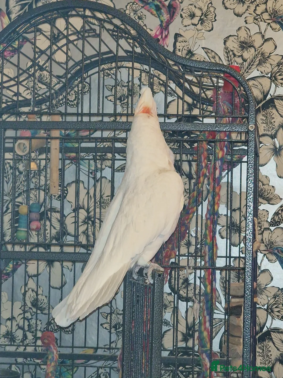 Cockatoo birds for sale: Cockatoo, male, 20yrs old in Erith - Advert 2