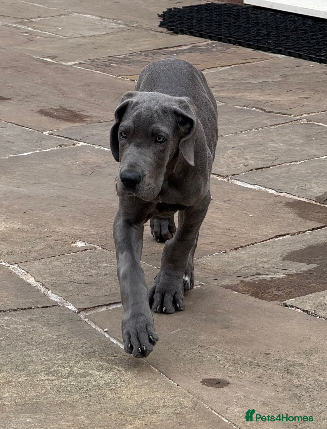 Great Dane dogs for sale: Beautiful Blue bred for Health and Temperament  in Worksop - Image 3