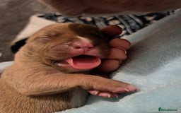 Mixed Breed dogs for sale: Siberian Husky x Pocket Bully  - Image 11