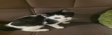 British shorthair Kitten 2