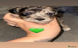 Mixed Breed dogs for sale: Shihpoo X Cocker Spaniel pups - Image 6