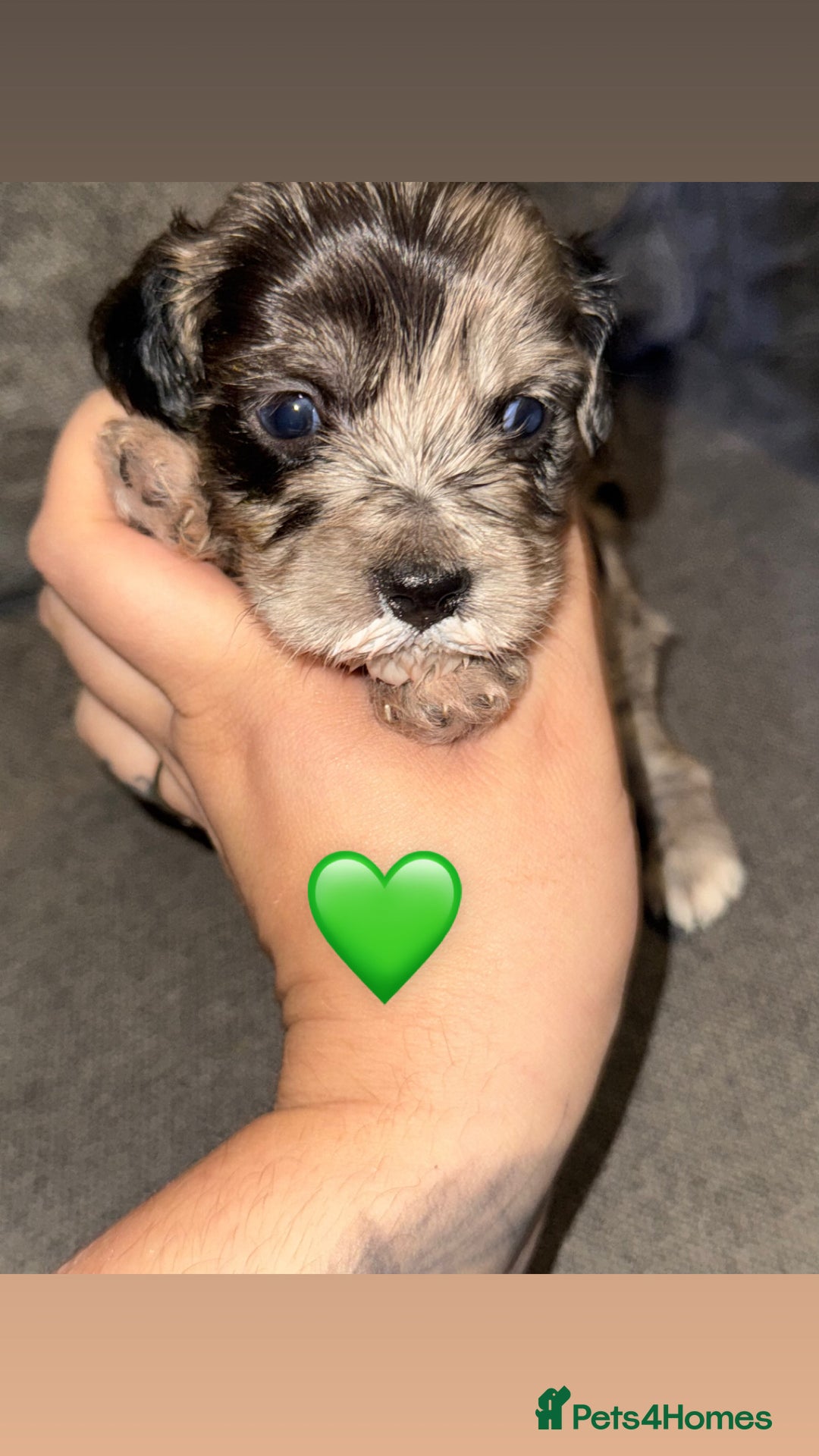 Mixed Breed dogs for sale: Shihpoo X Cocker Spaniel pups - Image 6