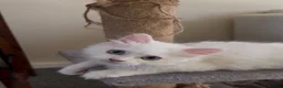 Turkish Angora cats for sale: Long hair kittens  - Advert 9