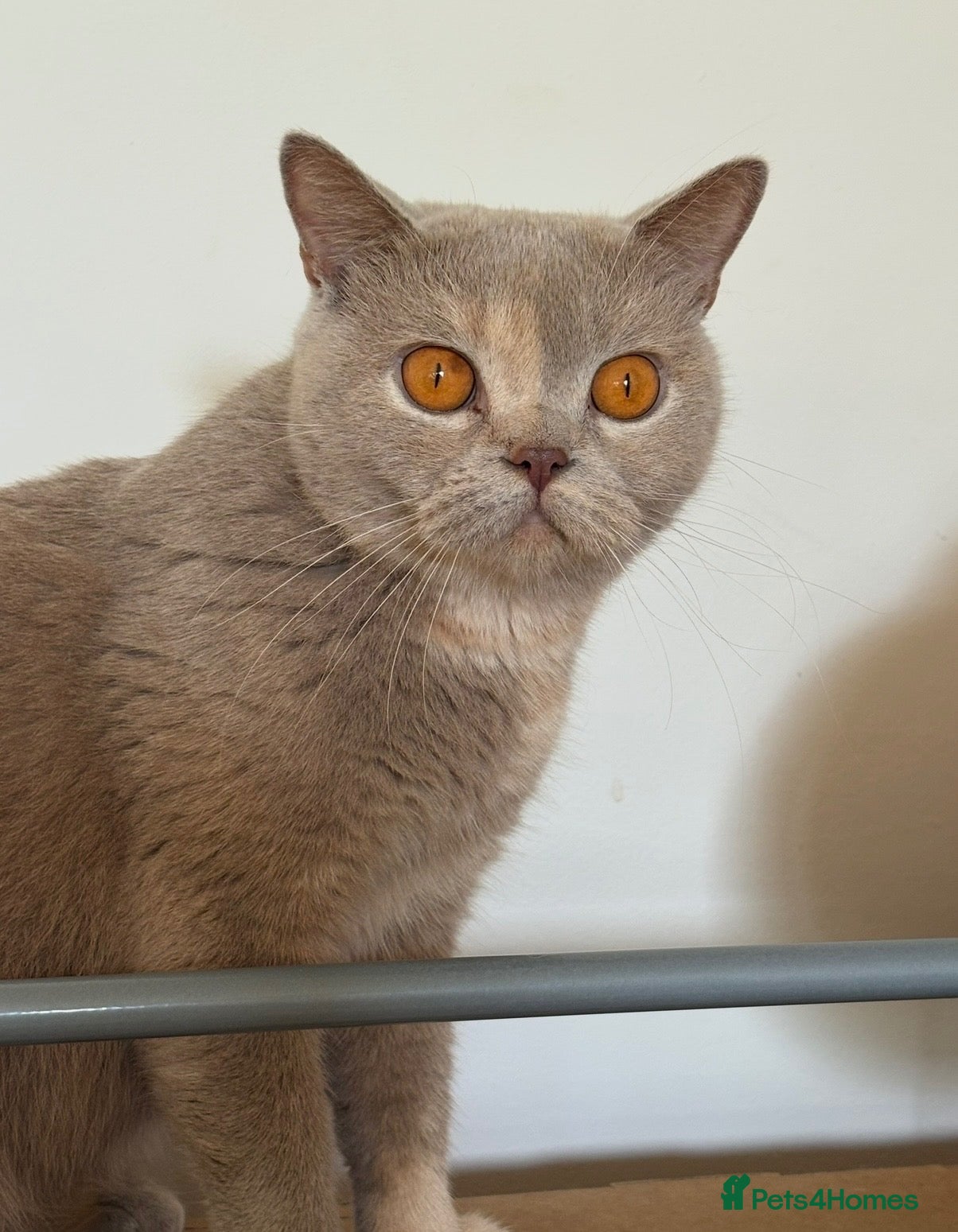 British Shorthair cats for sale: Lilac British Shorthair - Advert 13