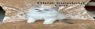 Ragdoll 4
