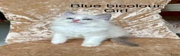 Ragdoll cats for sale: Beautiful ragdoll kittens  - Advert 8