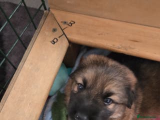 Sheprador dogs Beutiful male shepradors - Advert 9