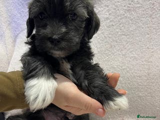 Mixed Breed dogs 🐾1 Boy Left 🐾Chorkie - Maltese Mix for Sale - Advert 8