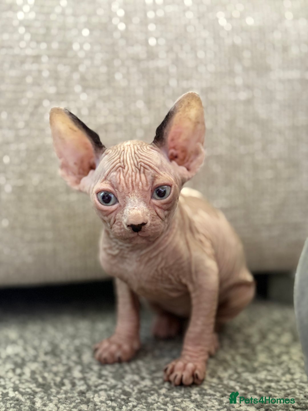 Sphynx cats for sale: Two beautiful male Sphynx kittens  - Advert 13
