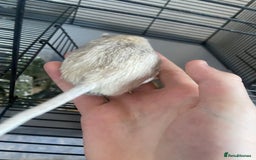 Gerbil rodents for sale: 5 male gerbals with cage for sale  - Image 6