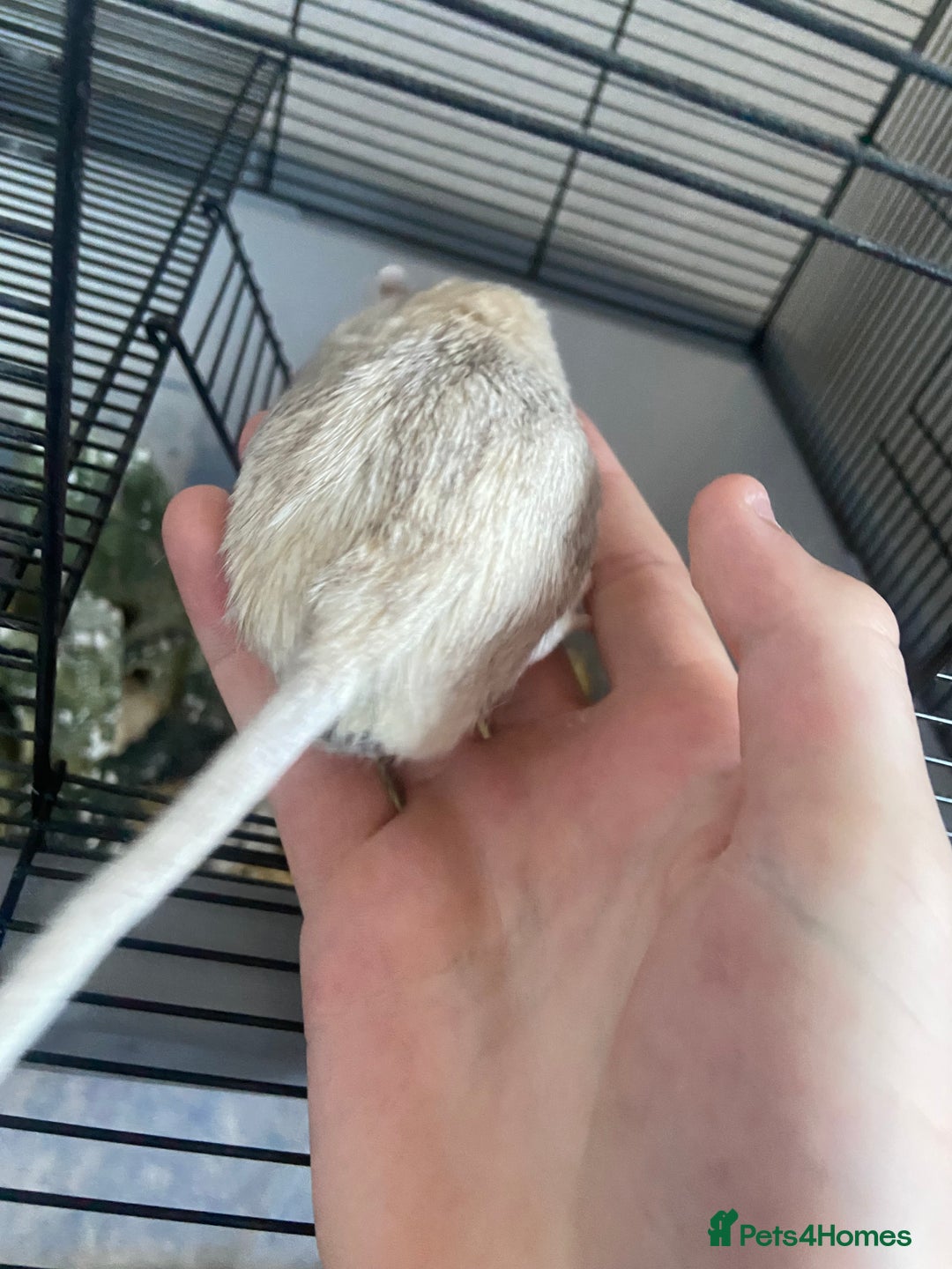 Gerbil rodents for sale: 5 male gerbals with cage for sale  - Image 6