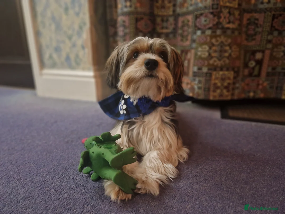 Biewer Terrier dogs for stud: 1 year old Biewer Terrier for stud - Advert 2