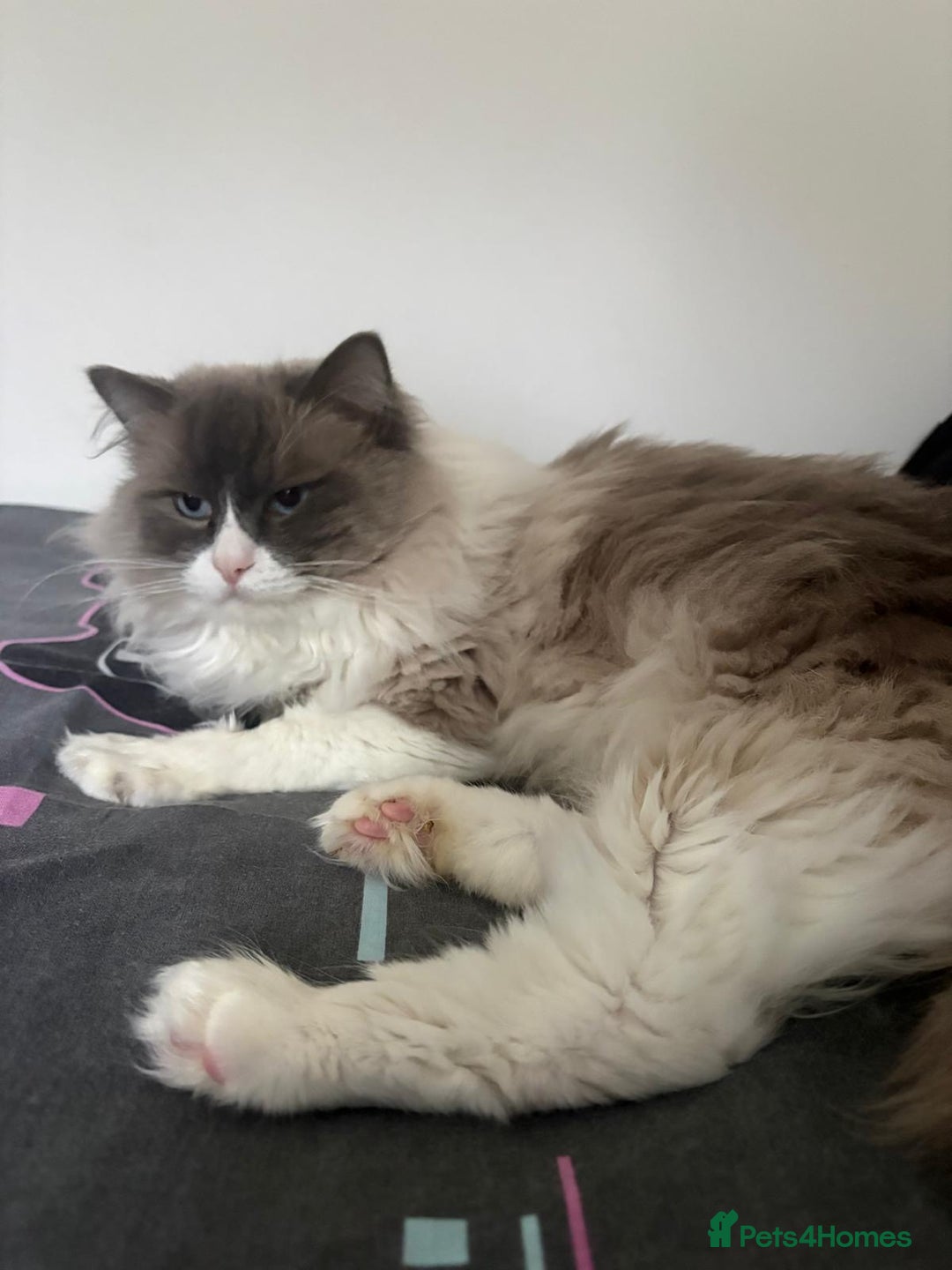 Ragdoll cats for sale: 💙 Stunning 2-Year-Old GCCF Registered Ragdoll Boy - Advert 3