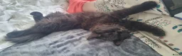 Turkish Angora cats for sale: Sweet, Friendly Kitten Ready Now - Advert 12