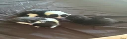 Mixed Breed cats for sale: Cute little babies  - Advert 5