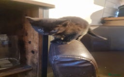 Mixed Breed cats for sale: 4 beautiful kittens ready in 2 weeks  - Image 17