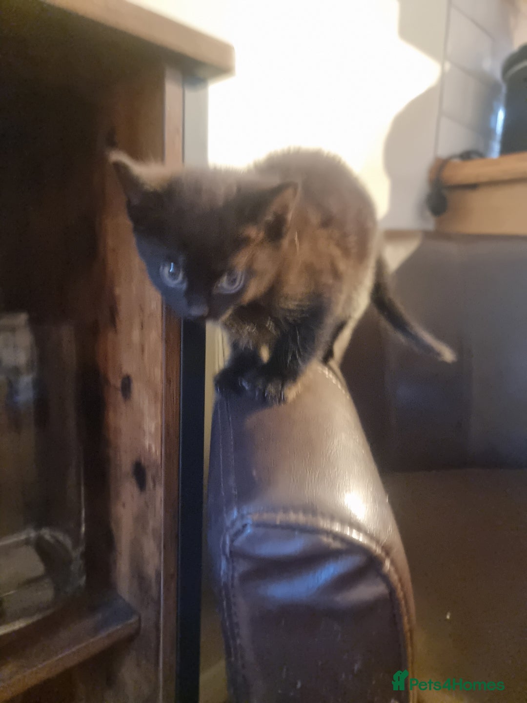 Mixed Breed cats for sale: 4 beautiful kittens ready in 2 weeks  - Image 17