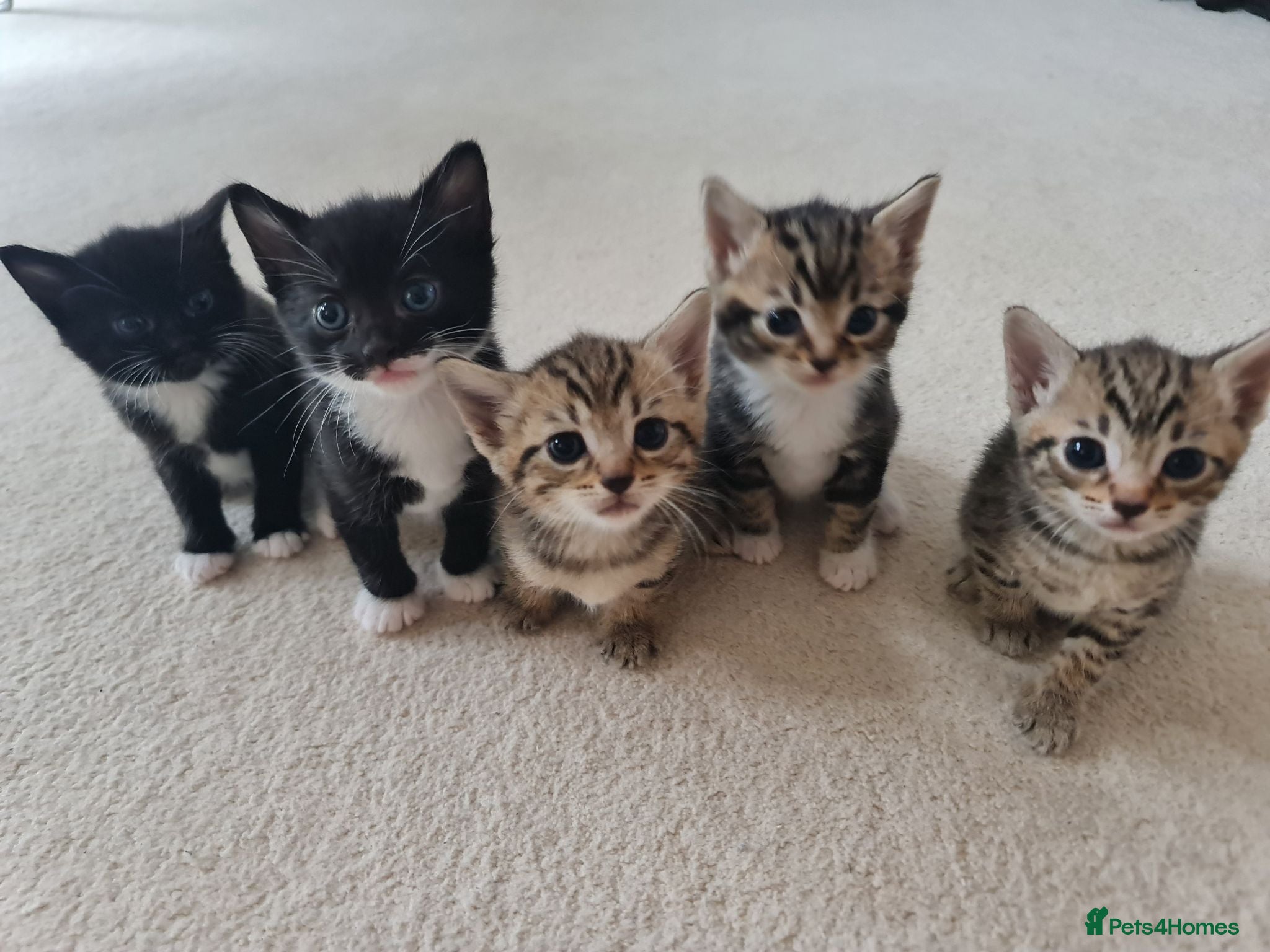 Mixed Breed cats 5 Heart-Melting Baby Kittens Ready for Love! - Advert 1