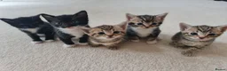 Mixed Breed cats for sale: 5 Heart-Melting Baby Kittens Ready for Love! - Advert 1