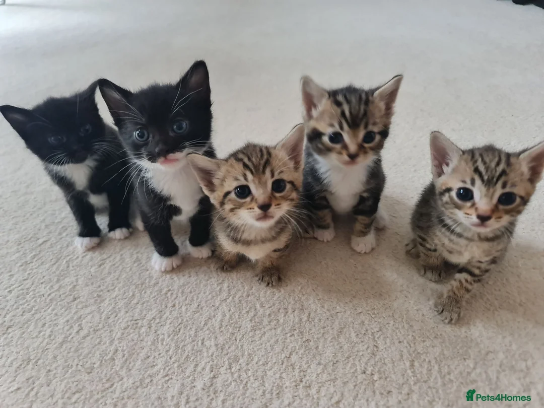 Mixed Breed cats for sale: 5 Heart-Melting Baby Kittens Ready for Love! - Advert 1