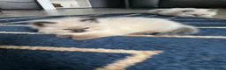 Ragdoll cats for sale: Stunning fur purebred ragdolls - Advert 15
