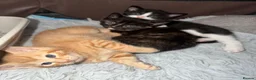 Mixed Breed cats for sale: 3 Adorable Litter Trained Kittens  - Advert 4