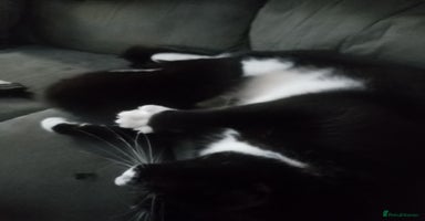 Mixed Breed cats - Advert 5
