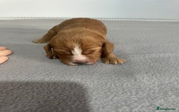 Cocker Spaniel dogs for sale: Cocker Spaniel Puppies - Advert 13