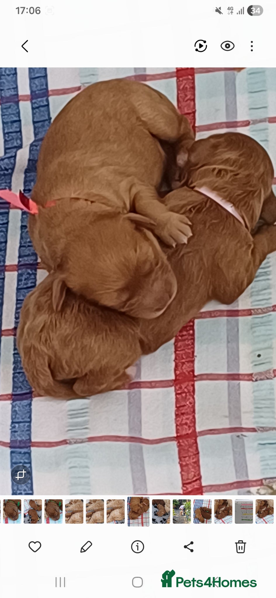 Cavapoo dogs HEALTH TESTED PARENTS. ETHICAL,STRUCTURED BREEDING - Advert 2