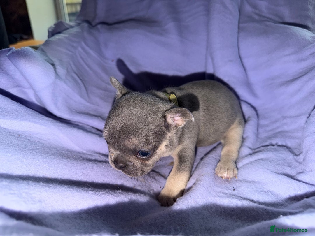 French Bulldog dogs for sale: French bulldog puppies  - Advert 22