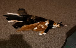 Domestic Shorthair cats for sale: Kittens for sale  - Image 8