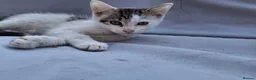 Domestic Shorthair cats for sale: 2 Beautiful kittens  - Advert 6