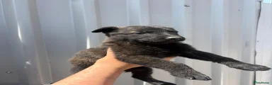 Kilo male