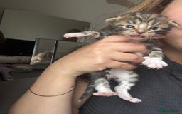 Mixed Breed cats for sale: *ONE LEFT* Beautiful long hair kittens - Advert 19