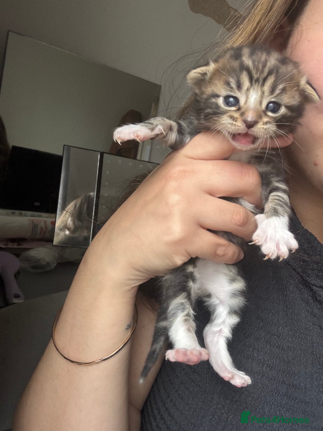 Mixed Breed cats for sale: *ONE LEFT* Beautiful long hair kittens - Advert 19