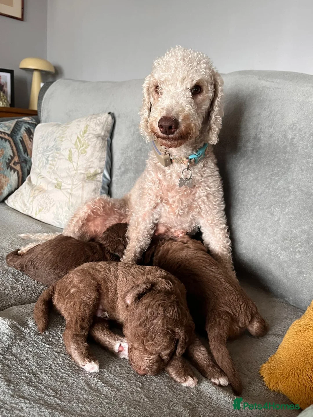 Bedlington Terrier dogs for sale: Bedlington terrier in Stoke-on-Trent - Advert 10