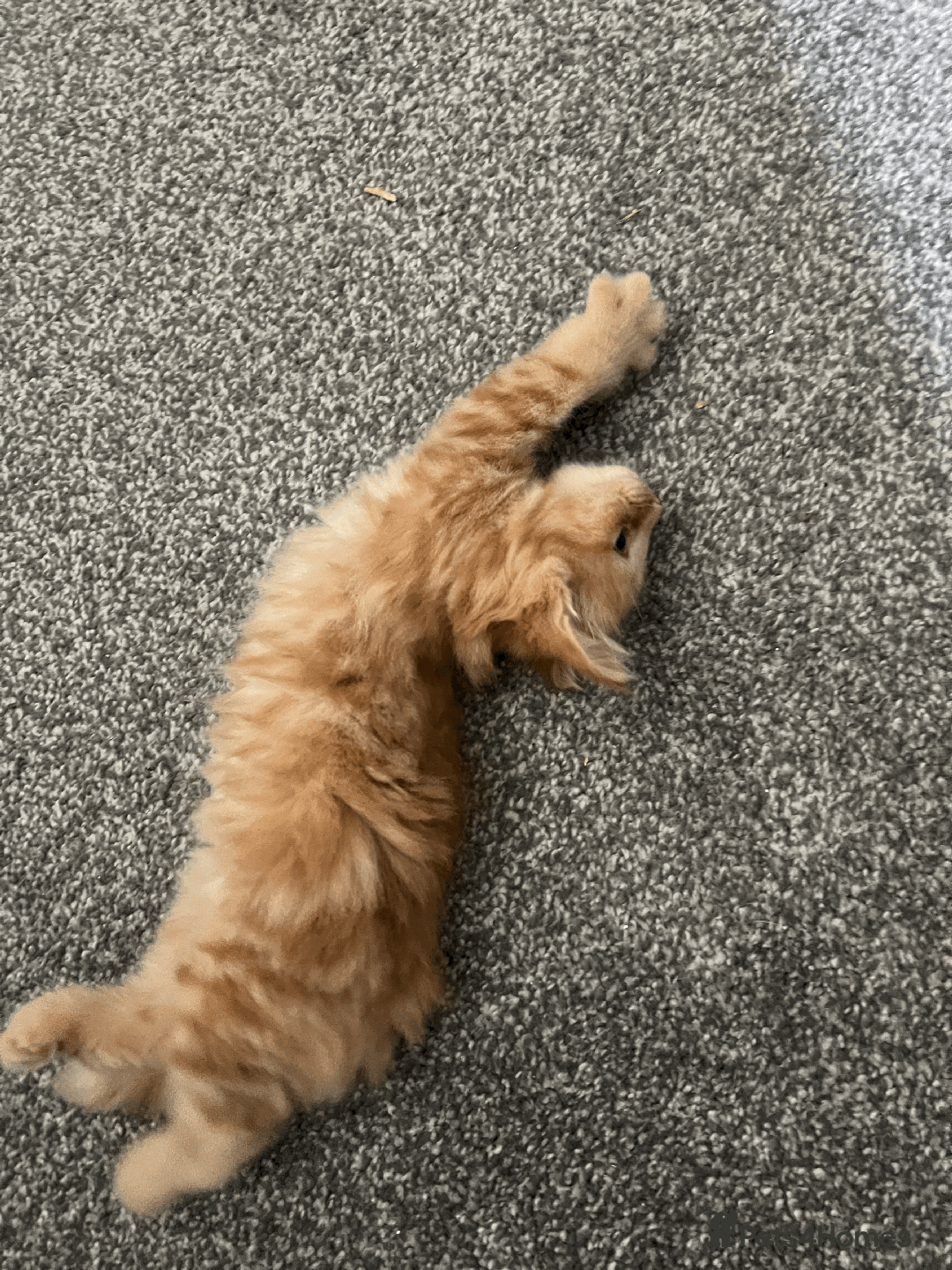 Domestic Shorthair cats for sale: Loving Home-Raised Kittens for Sale - Read Discrip - Image 3