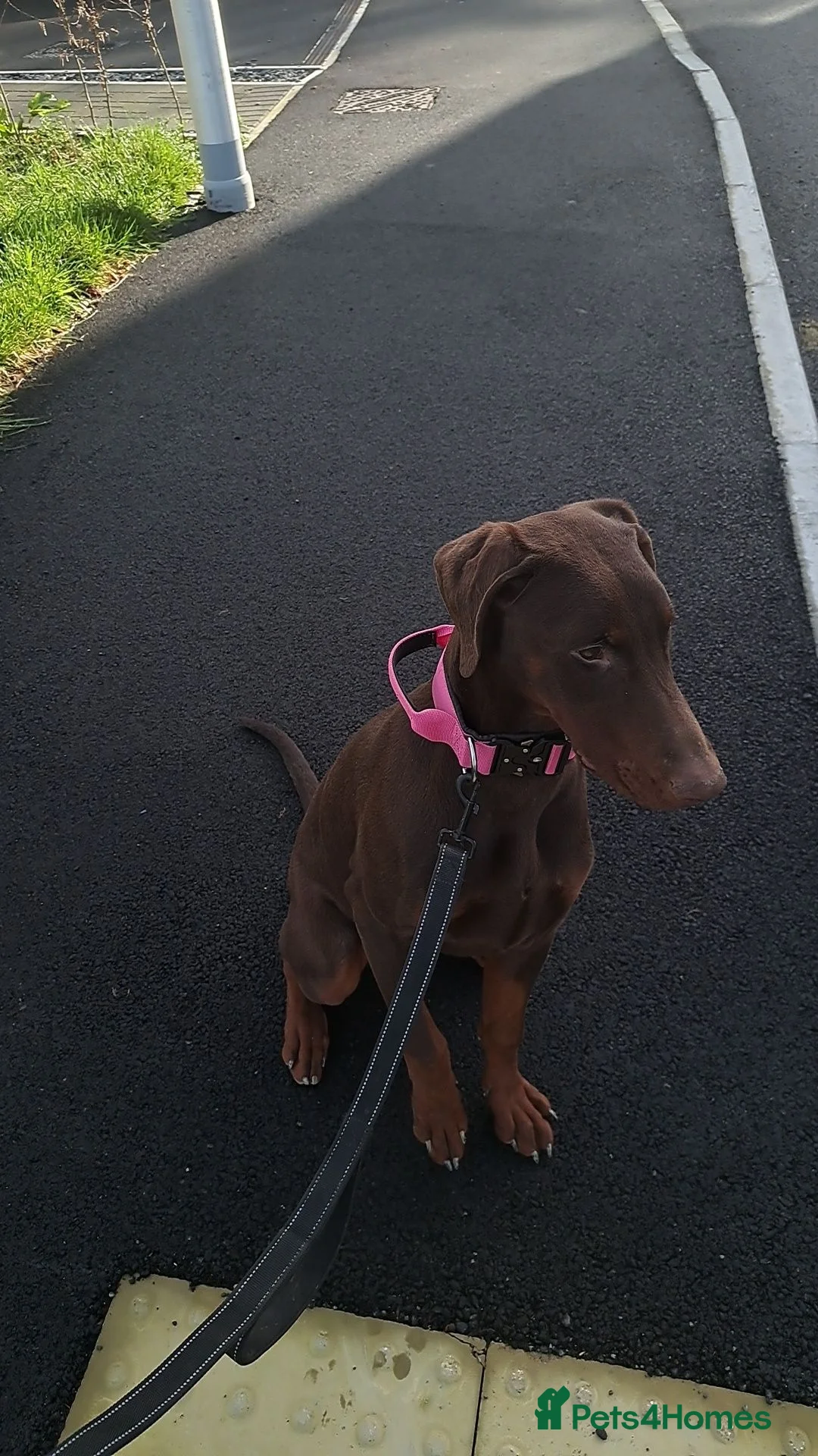 Dobermann dogs for sale: Lola - 10 month old Doberman puppy - Advert 8