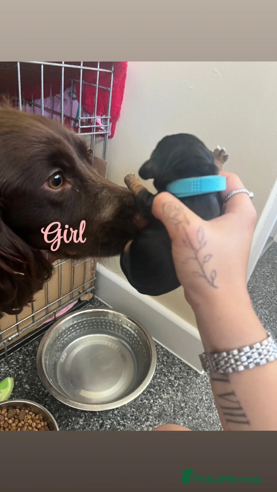 Cocker Spaniel dogs for sale: Premium female working cocker spaniel - Advert 2