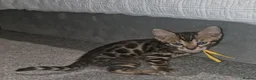 Bengal cats for sale: Supreme Apb Gene & Health Tested Bengal Kittens - Advert 35