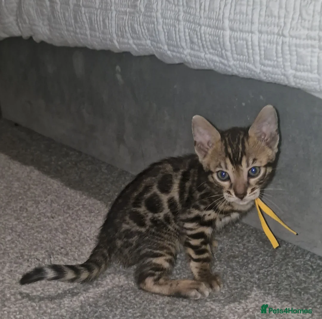 Bengal cats for sale: Supreme Apb Gene & Health Tested Bengal Kittens - Advert 35