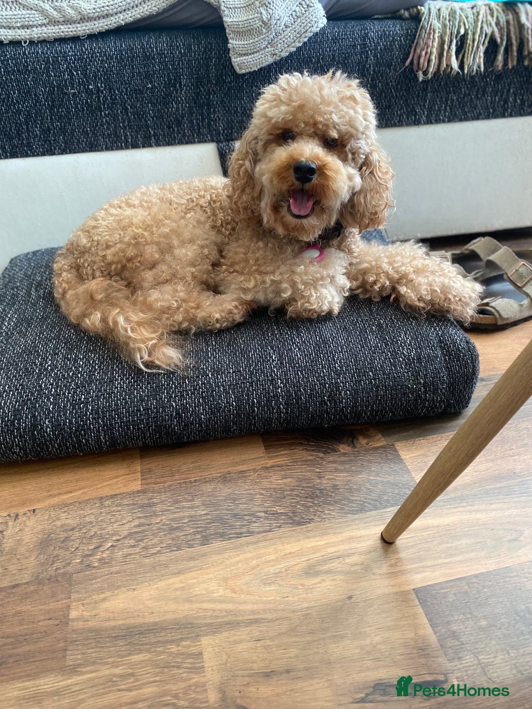 Cockapoo dogs for sale: Perfect Cockapoo Puppies  - Image 8