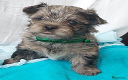 Yorkshire Terrier dogs for sale: Rare Colourful Pedigree Yorkies Certified Breeder - Image 17