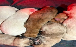 Lurcher dogs for sale: Beautiful lurcher puppies  - Advert 1